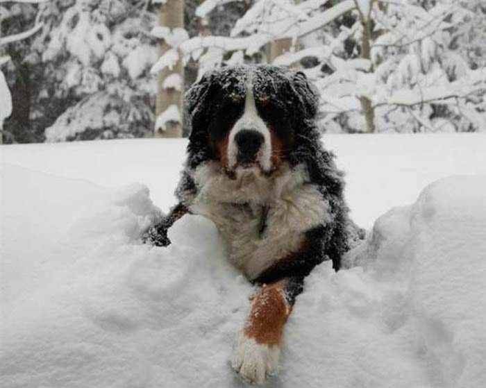 Perché si dice fa un freddo cane: le curiosità e i motivi