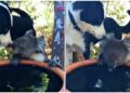 Australia, cane condivide la sua acqua con un koala assetato: il video diventa virale