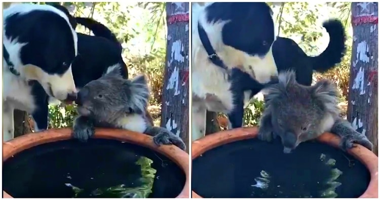 Australia, cane condivide la sua acqua con un koala assetato: il video diventa virale