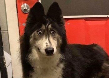 Ha uno sguardo strano e per questo è stato abbandonato: la commovente storia del cane Jubilee