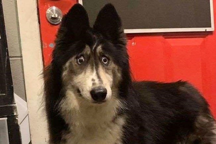 Ha uno sguardo strano e per questo è stato abbandonato: la commovente storia del cane Jubilee