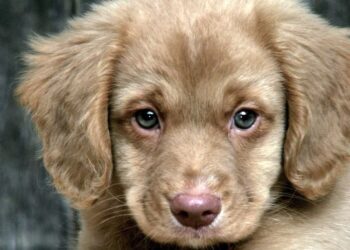 Adotti un cane? Nuova legge sulla tutela degli animali in Puglia: il veterinario sarà gratis