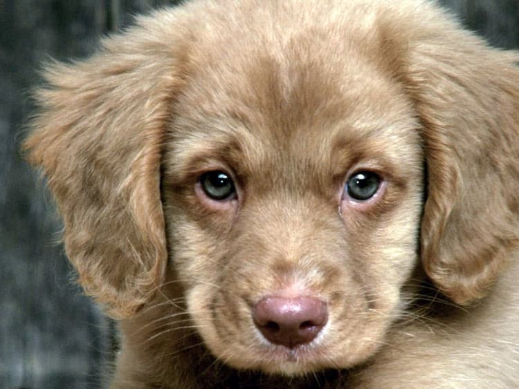 Adotti un cane? Nuova legge sulla tutela degli animali in Puglia: il veterinario sarà gratis