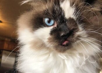 Cricket, il gatto con un solo occhio e labbro leporino salvato dalla soppressione