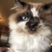 Cricket, il gatto con un solo occhio e labbro leporino salvato dalla soppressione