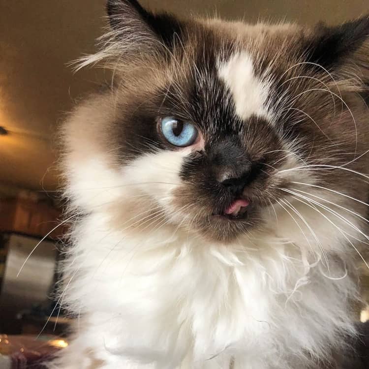 Cricket, il gatto con un solo occhio e labbro leporino salvato dalla soppressione