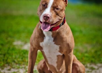 Patentino obbligatorio per proprietari di cani di razza