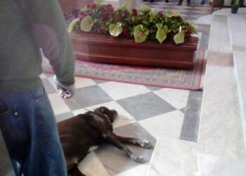 La storia di Nerone: il cane non abbandona il suo umano fino all'ultimo saluto