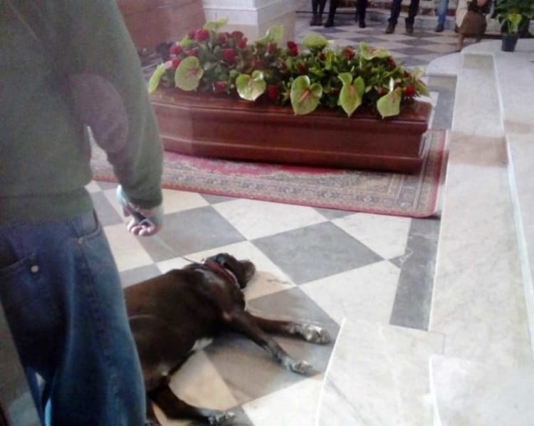 La storia di Nerone: il cane non abbandona il suo umano fino all'ultimo saluto