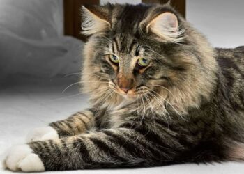 Il gatto delle foreste norvegesi, il più amato dai tempi dei Vichinghi