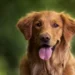 Quando l’amore per i cani sfida i confini