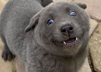 Cane o gatto? La foto di un cucciolo che fa impazzire il web
