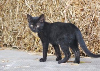 Cani e gatti neri, in Italia ce ne sono 8000 da adottare