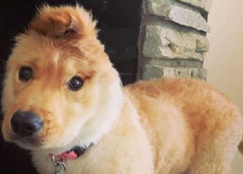 Il cane unicorno conquista il web