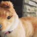 Il cane unicorno conquista il web