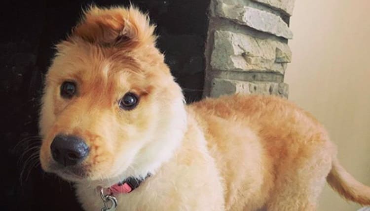 Il cane unicorno conquista il web