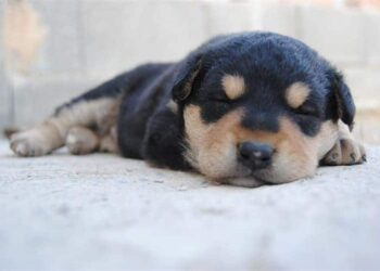 cosa-sognano-i-cani-quando-dormono