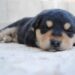 cosa-sognano-i-cani-quando-dormono