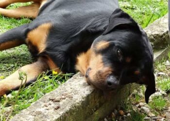 Rottweiler salva un neonato riscaldandolo per tutta la notte