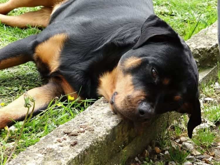 Rottweiler salva un neonato riscaldandolo per tutta la notte