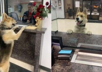 Texas, cane si perde e va alla polizia a denunciare la sua scomparsa