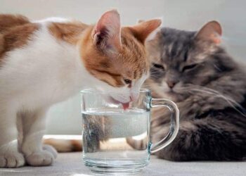 alimentazione-del-gatto-10-cibi