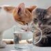 alimentazione-del-gatto-10-cibi