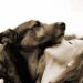 animali-coronavirus-studio