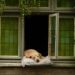 bruges-cane-balcone-turisti