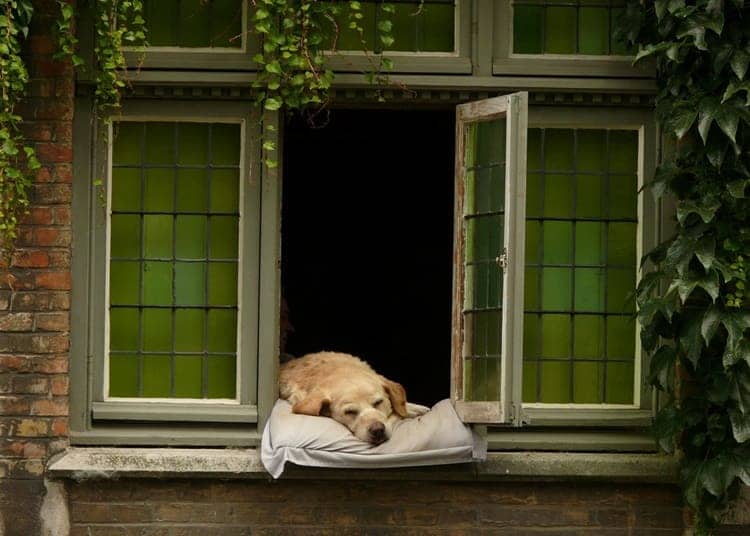 bruges-cane-balcone-turisti