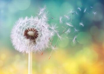 coronavirus-e-ambiente-allergie
