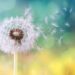 coronavirus-e-ambiente-allergie