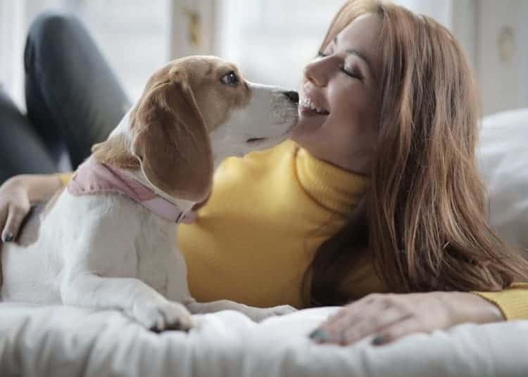 donne-in-gravidanza-cani-incinte