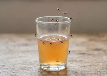 Aceto contro le zanzare come utilizzarlo in modo naturale