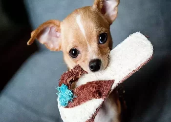 Cane e pantofole: perché le ruba