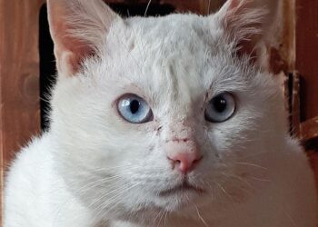 prendersi-cura-di-un-gatto-che-non-sente