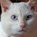prendersi-cura-di-un-gatto-che-non-sente