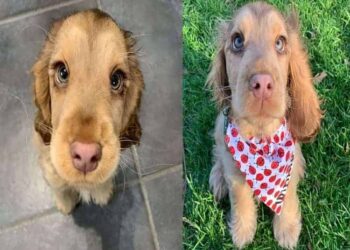 winnie-cane-adorabile