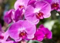 Le orchidee sono piante che depurano l'aria