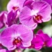 Le orchidee sono piante che depurano l'aria