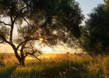 Il giorno del tuo compleanno ti dice che albero sei