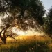 Il giorno del tuo compleanno ti dice che albero sei