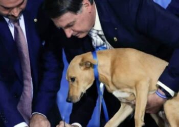 maltrattamento degli animali