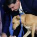 maltrattamento degli animali