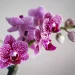orchidee in casa