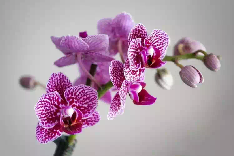 orchidee in casa