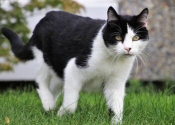 gatto preso a calci