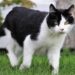 gatto preso a calci