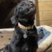 Cucciolo di Labrador sorride