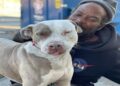 un senzatetto salva decine di cani e gatti